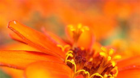 ¡llévatelo con smartphones desde 1€! flowers, Orange Flowers, Macro Wallpapers HD / Desktop and Mobile Backgrounds