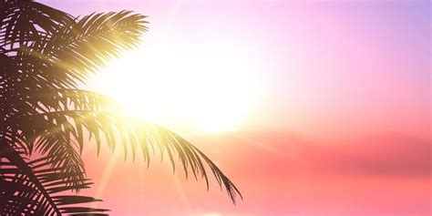 Summer Banner Design With Palm Tree Leaves Silhouette 1178943 Vector