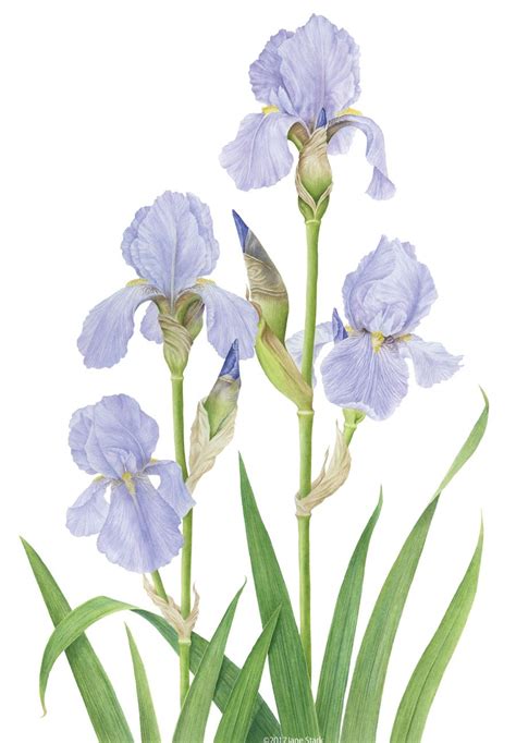 Botanical Drawings Of Irises Warehouse Of Ideas