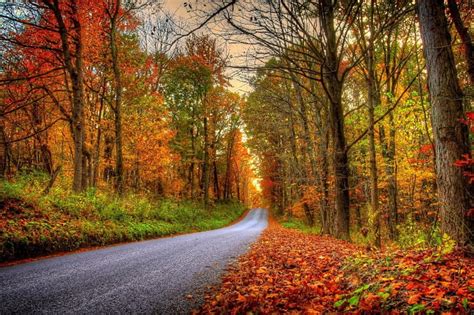 Otoño Bosque Otoño Bosques árboles Cielo Hojas Esplendor Otoñal