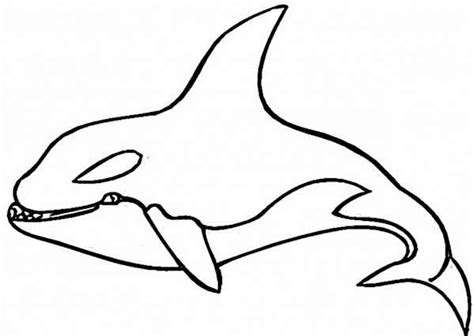 The killer whale or orca (orcinus orca) is a toothed whale belonging to the oceanic dolphin family, of which it is the largest member. Pin di coloring Pages