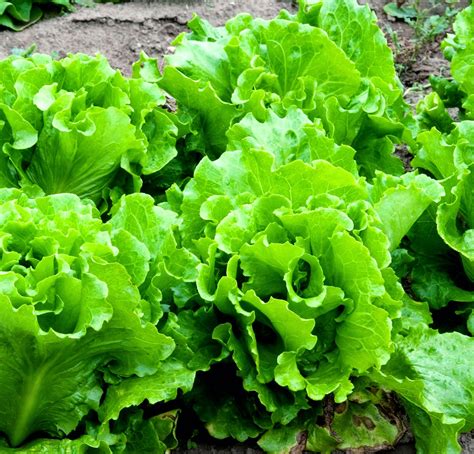 How To Grow Lettuce Lettuce Growing Tips ~ Aquaponics And Hydroponics