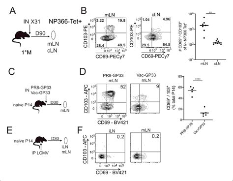 Cd103 Memory Cd8 T Cells Are Generated In Draining Lymph Nodes