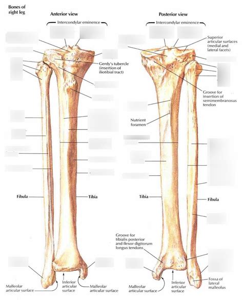 Anatomy Of The Ll Tibiafibula Diagram Quizlet