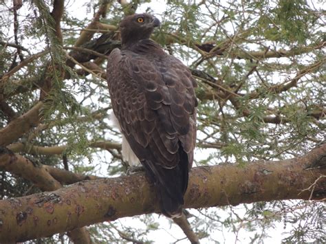 Martial eagles are carnivorous opportunistic predators that prey on mammals, birds, and reptiles. Martial eagle QE NP - My Bird of the Day
