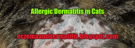 Allergic Dermatitis In Cats Eczema And Dermatitis