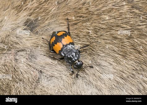 Invertebrate Invertebrates Animal Animals Insect Insects Beetle Beetles