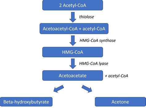 Lipid Metabolism In The Liver Lipolysis Teachmephysiology