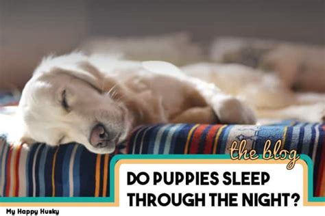 4 Best Ways To Help Your Puppy Sleep At Night Sleep Guide My Happy