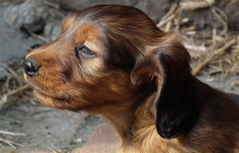 Dachshund Shih Tzu Mix Schweenie Shih Tzu Expert