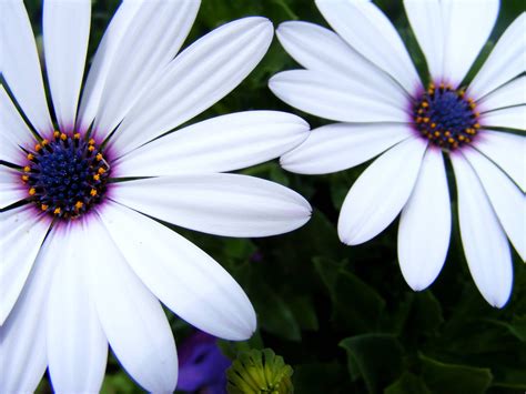 White Daisies With Purple Centers Nature Photography Flowers Nature