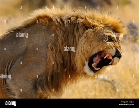 Retrato De Un León Rugiente El Parque Nacional De Etosha Namibia