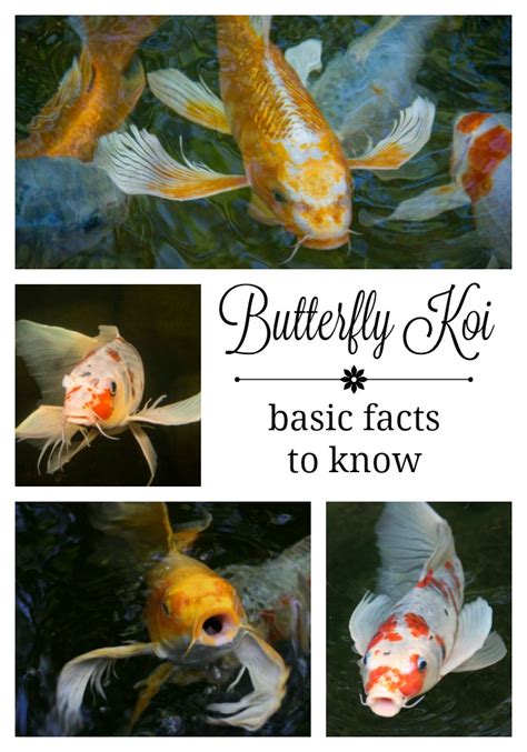 Butterfly Koi Basic Facts To Know Aquascape Inc
