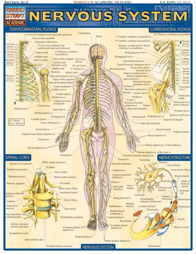 Dog skeleton nervous system chart clinical charts and supplies. Barcharts Nervous System Quick Study Guide - Anatomy ...