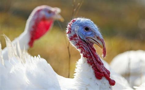 Watch or attend a football game. Heritage turkey breeders preserve Thanksgiving bird ...