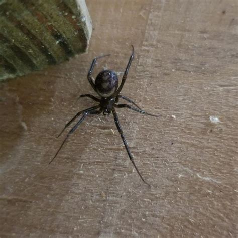 You'll get a little bump on your skin. I was bit by this guy/gal while putting on a glove. (SW ...