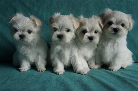 Gorgeous Elite quality tiny Maltese puppies for adoption Offer ?200