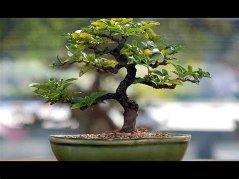 We have amazing bonsai trees of different sizes and shapes at affordable prices. Tropical Pavilion : Bonsai - YouTube