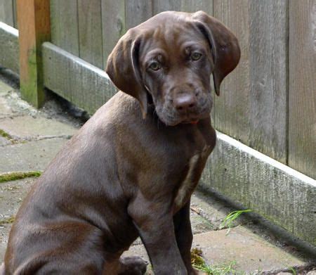 Make sure you understand and research all dog breeds you are looking to own before purchasing your german shorthaired pointer mix puppy from one of our reputable breeders. solid liver german shorthaired pointer. he is cute ...