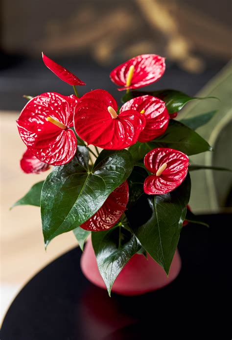 How To Get An Anthurium To Rebloom A Few Tips