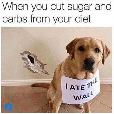Low Carb Funny Animals Funny Animal Pictures Funny Dog Memes
