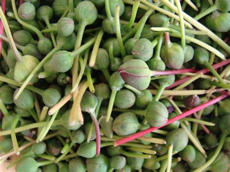 21 benefits of capers for skin, hair and health