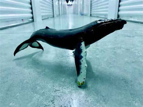 1991 Safari Ltd Monterey Bay Aquarium Humpback Whale Toy 14” Adult Pvc
