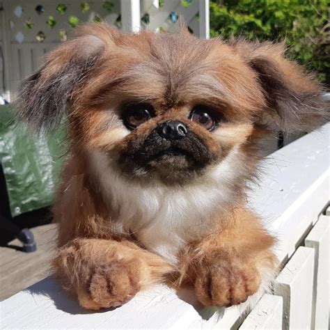 Pekingese Puppy Pictures Puppy And Pets