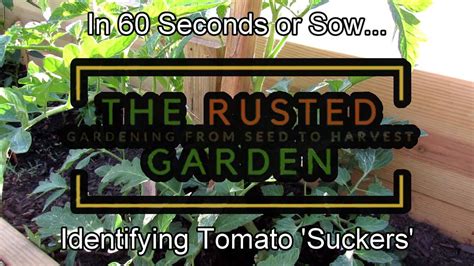 In 60 Seconds Or Sow How To Identify Tomato Suckers And Why Or Why Not
