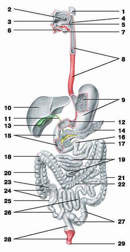 Желчный пузырь изгиб диета Поджелудочная железа | это... Что такое Поджелудочная железа? Поджелудочная железа | это... Что такое Поджелудочная железа? Желчный пузырь изгиб диета