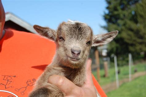 Video Of Nigerian Dwarf Goat Babies On The Banks Of Salt Creek