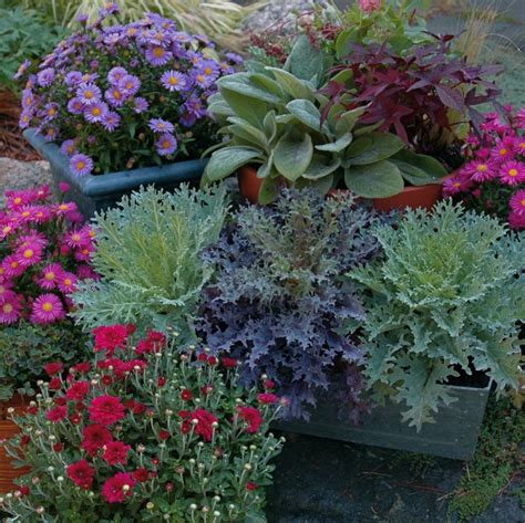 Fall Plants For Container Gardening Gardening Pinterest