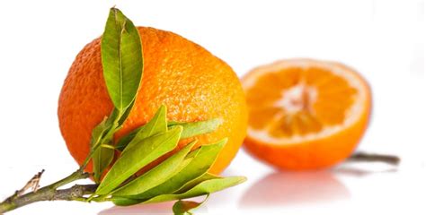 Orange Fruit Citrus Fruits Free Photo On Pixabay Pixabay