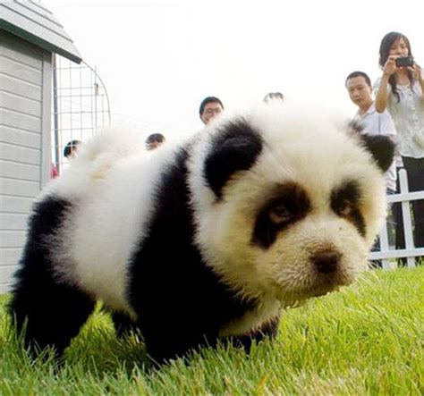Panda Dog Latest Designer Must Have Dog From China Kellys Kennels