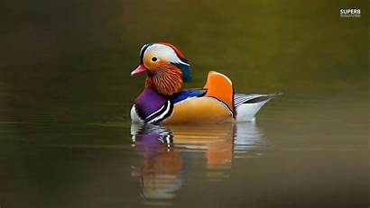 Duck Mandarin Gambar Bebek Haiwan Yang Berenang