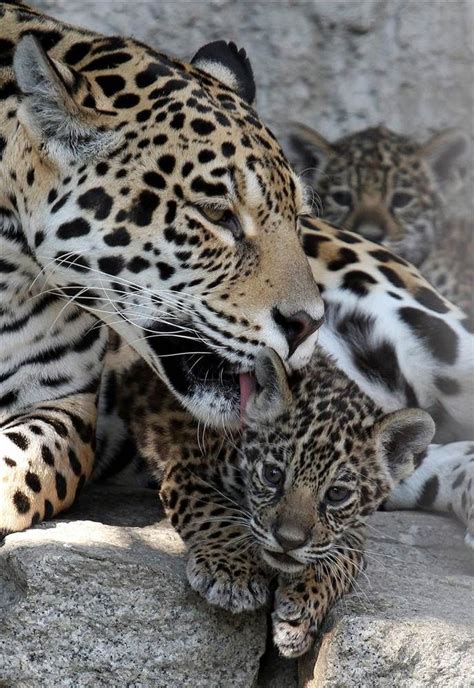 Amazing Photography Collection Amazing Jaguar Mom And Cubs