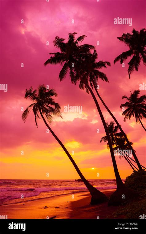 Tropical Sunset Beach Palm Trees Silhouettes Landscape Stock Photo Alamy