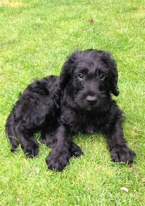 Labradoodle Puppies For Sale Pets4homes Labradoodle Puppy F1