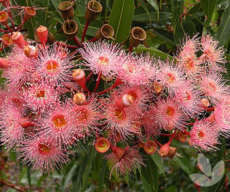 Corymbia Ficifolia Summer Beauty Grafted Flowering Gum Trees