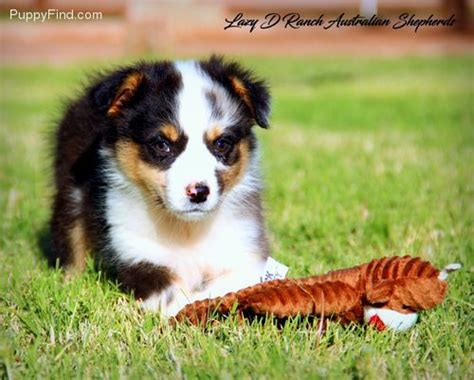 Feel free to browse hundreds of active classified puppy for sale listings, from dog breeders in pa and the surrounding. Australian Shepherd Puppies For Sale | Philadelphia, PA ...