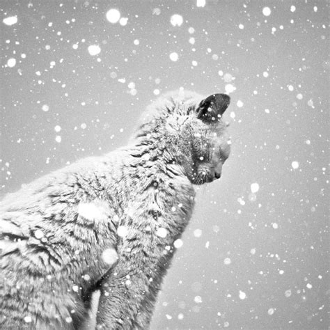 Beautiful Cat In The Snow Cute Fuzzies Pinterest