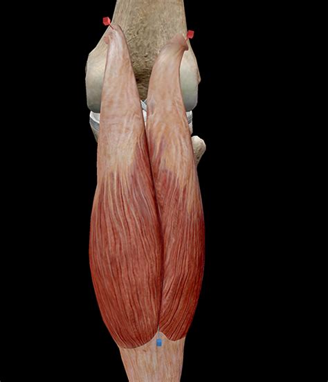 You'll gain an understanding of how these muscles move, where they attach, and other anatomical details that will help you draw the lower back. Learn Muscle Anatomy: Gastrocnemius