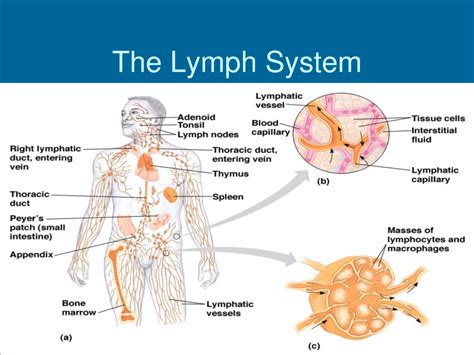Great Way To Learn About The Lymph System Lymph Fluid Lymph Nodes