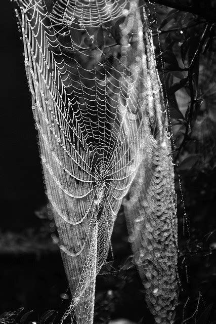 Dew Covered Spiders Webs Dew Covered Spiders Webs 060909 Flickr