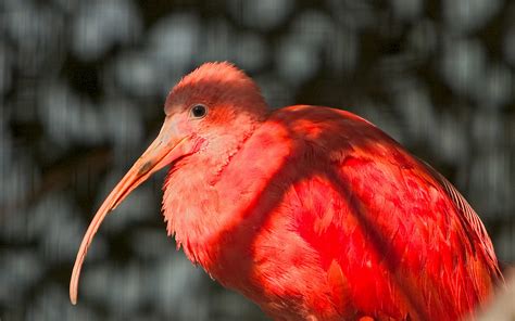 Scarlet Ibis Hd Wallpapers And Backgrounds