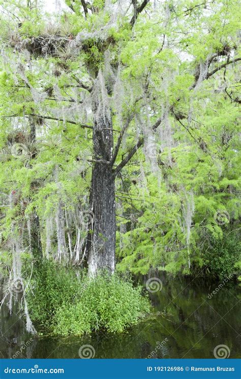 The Tree In Everglades Park Stock Photo Image Of Park Places 192126986