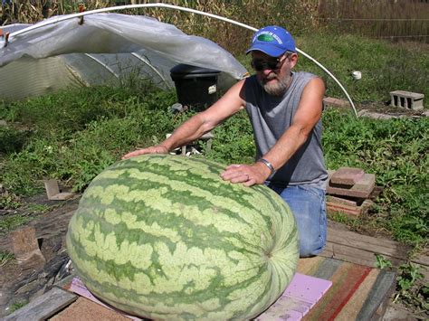 Giant Watermelon Picture 316 Edwards Giant Watermelon Growers Club