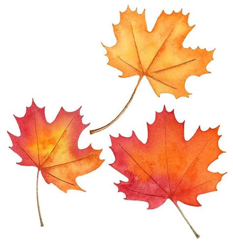 Watercolor Clipart Fall Leaves And Acorns Png Leaf Clip Art Etsy