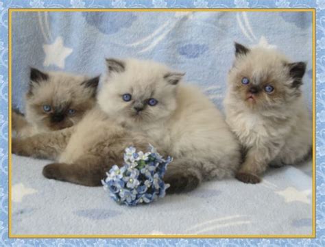 These himalayan kittens located in florida come from different cities, including, weeki wachee, palm coast, miramar, lake worth, jacksonville, fort lauderdale, boynton beach. Himalayan Kittens for sale - New Jersey - Blue Point One ...