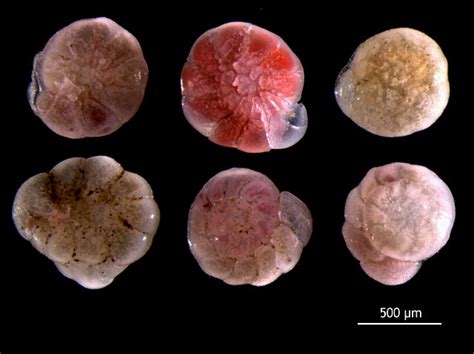 Foraminifera Species Classification Habitat And Reproduction